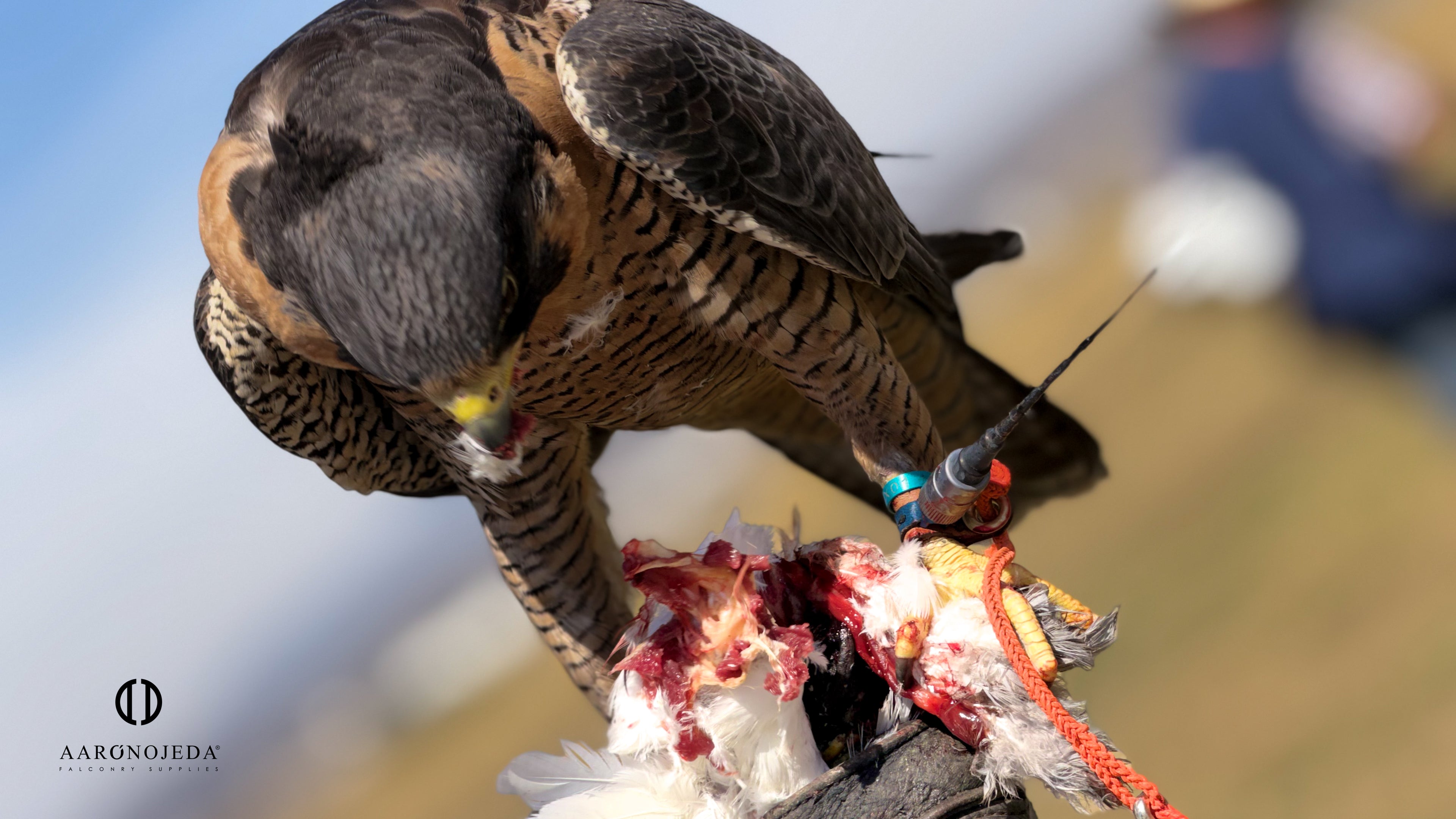 Permanent Anklets – Marshall EZ-Twist System