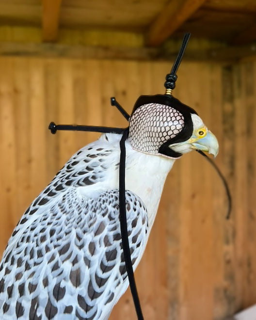 Dutch Cobra