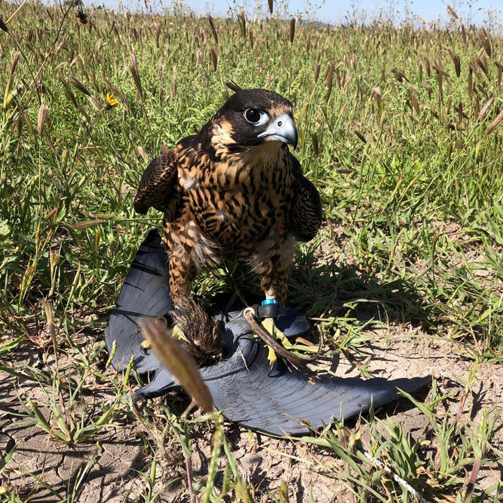 Pigeon engraving®️Double view