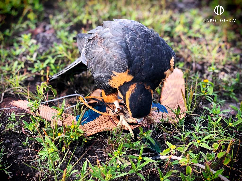 Duck Engraving®️ Double view