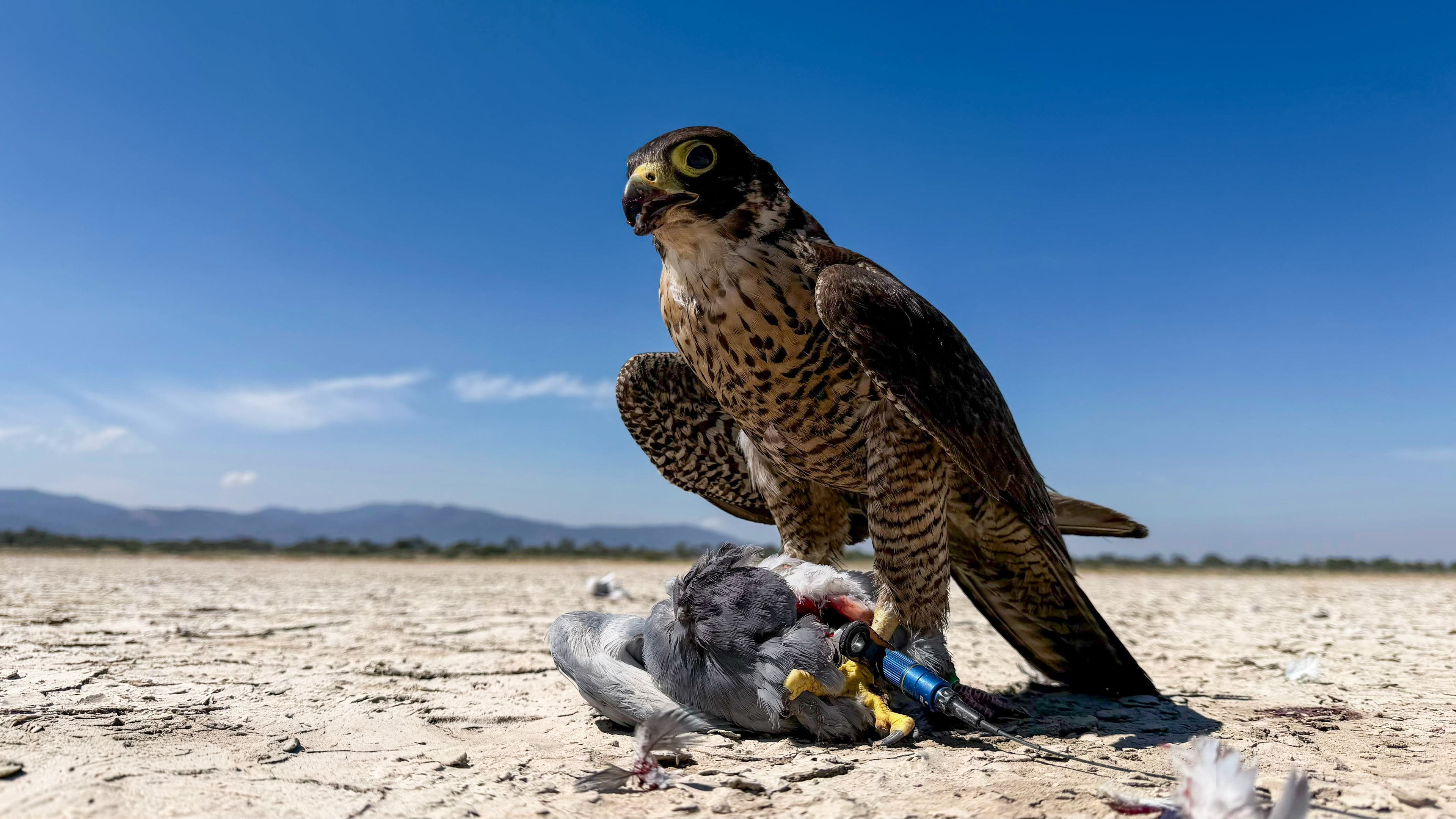 Permanent Anklets – Marshall EZ-Twist System