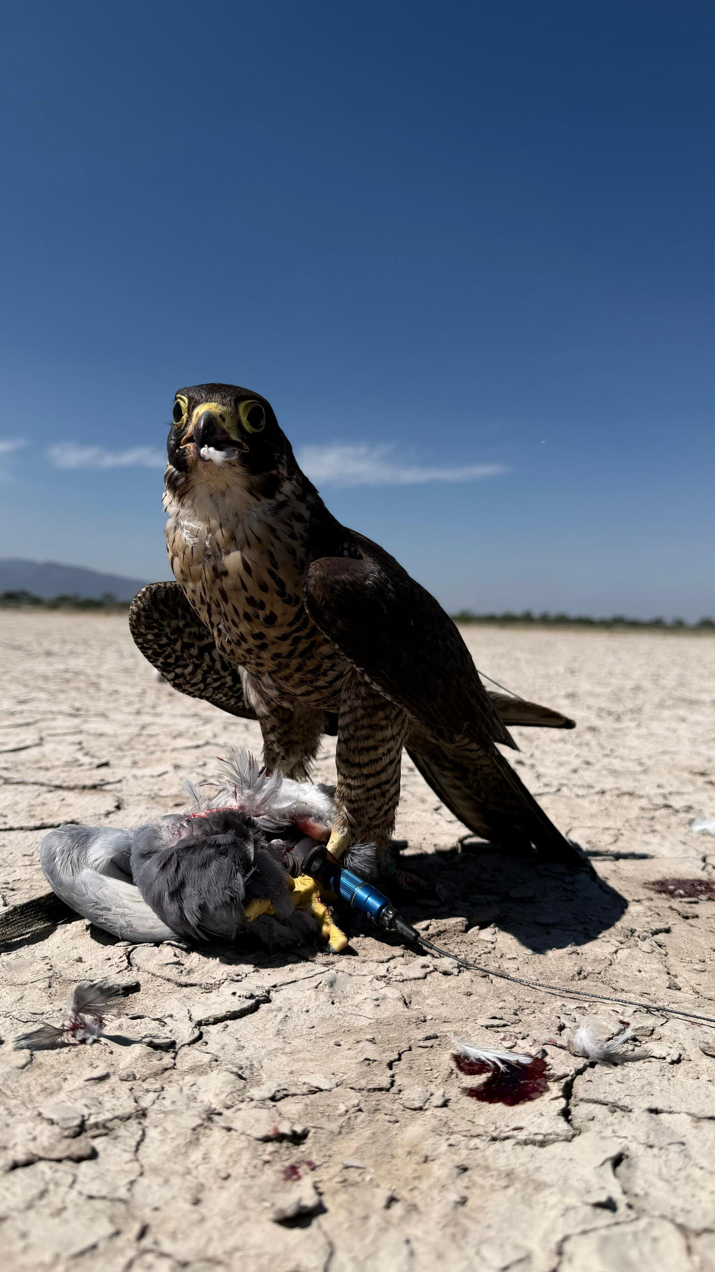 Permanent Anklets – Marshall EZ-Twist System