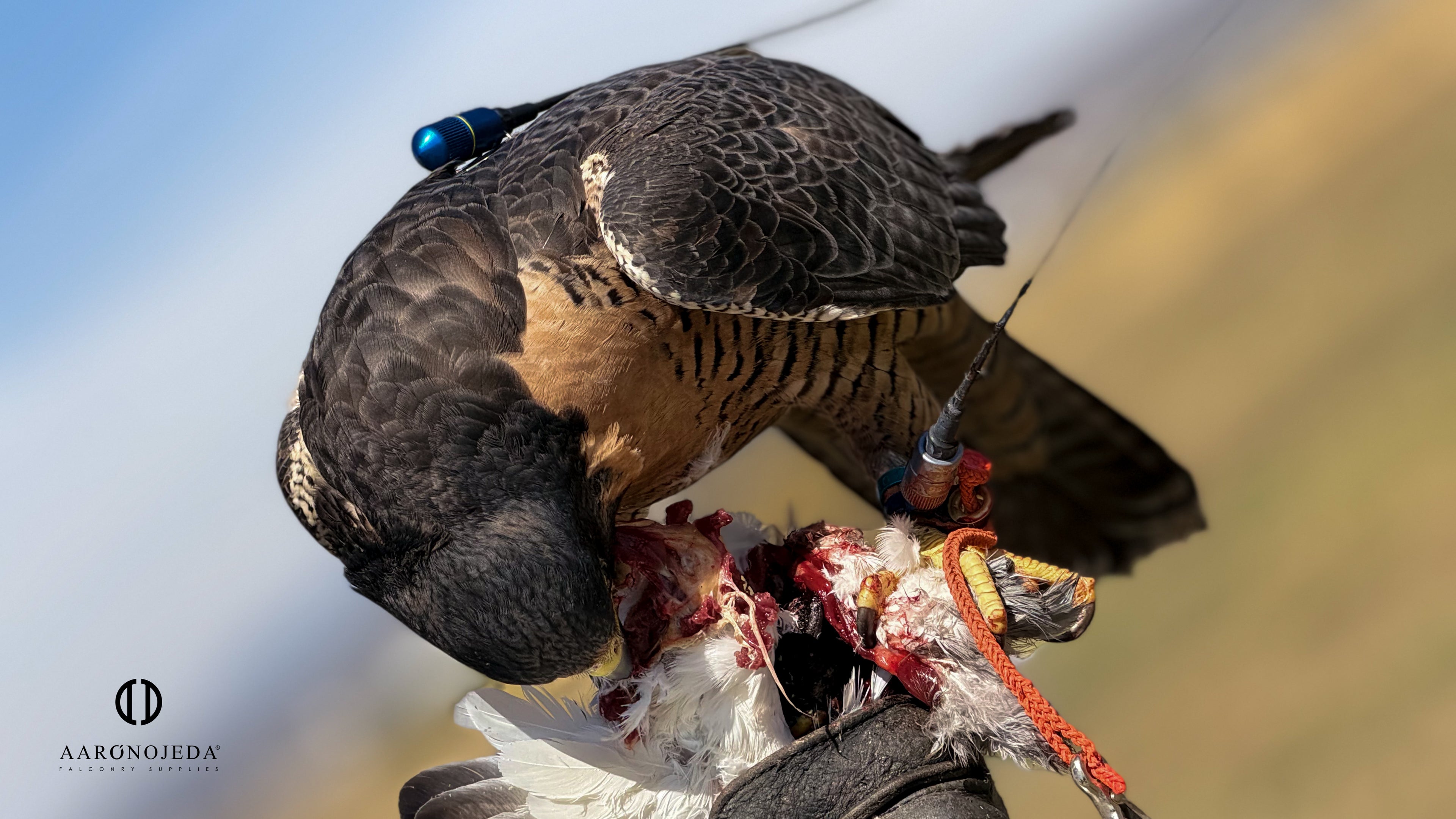 Permanent Anklets – Marshall EZ-Twist System