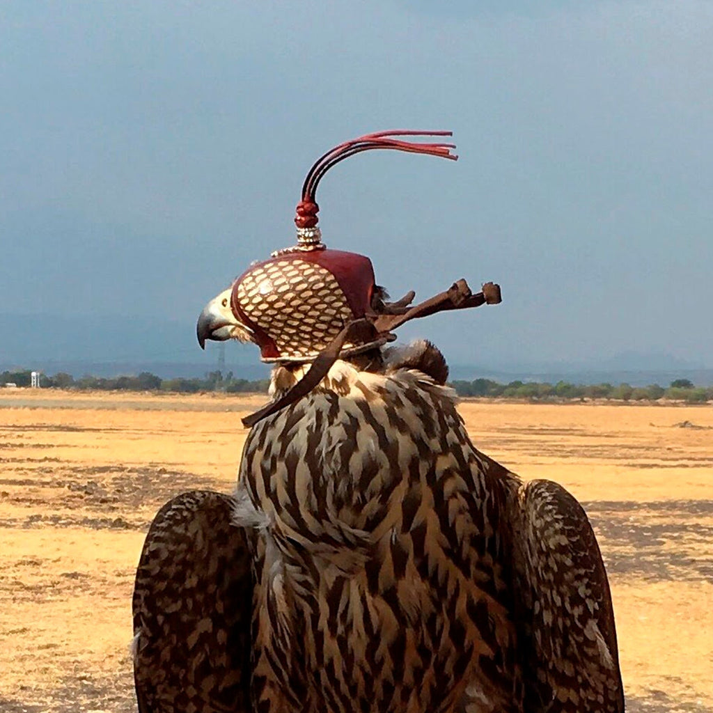 Dutch Cobra