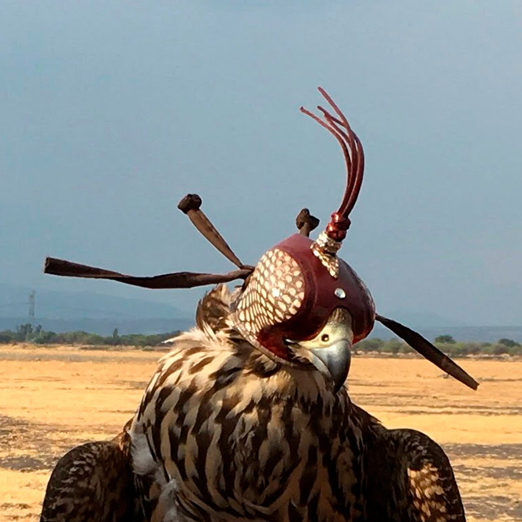 Dutch Cobra