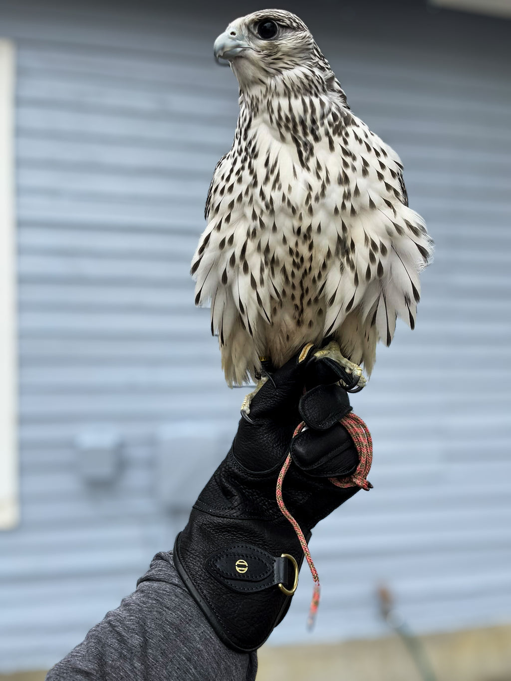 Line Falconry Glove®️