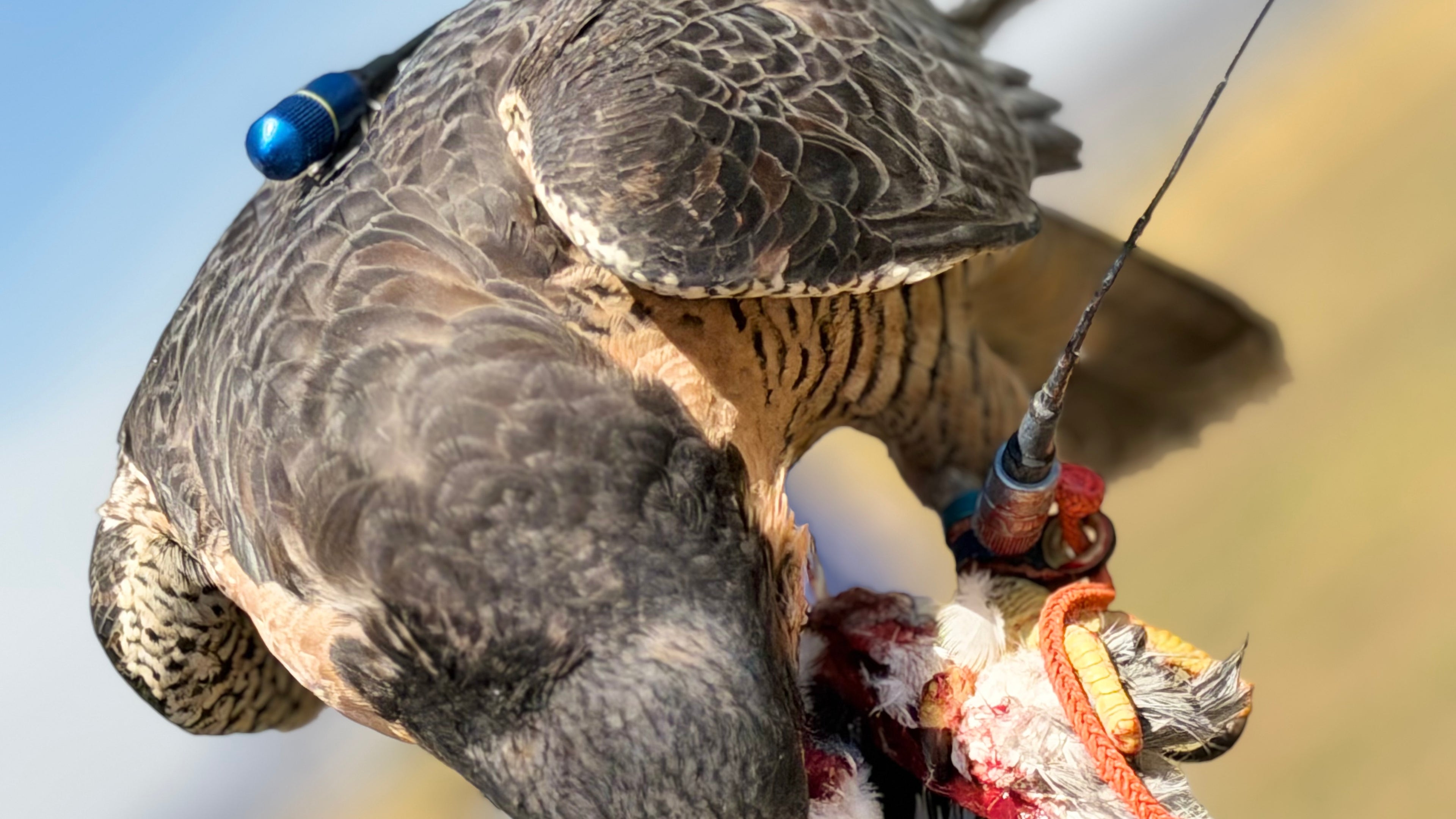 Permanent Anklets – Marshall EZ-Twist System