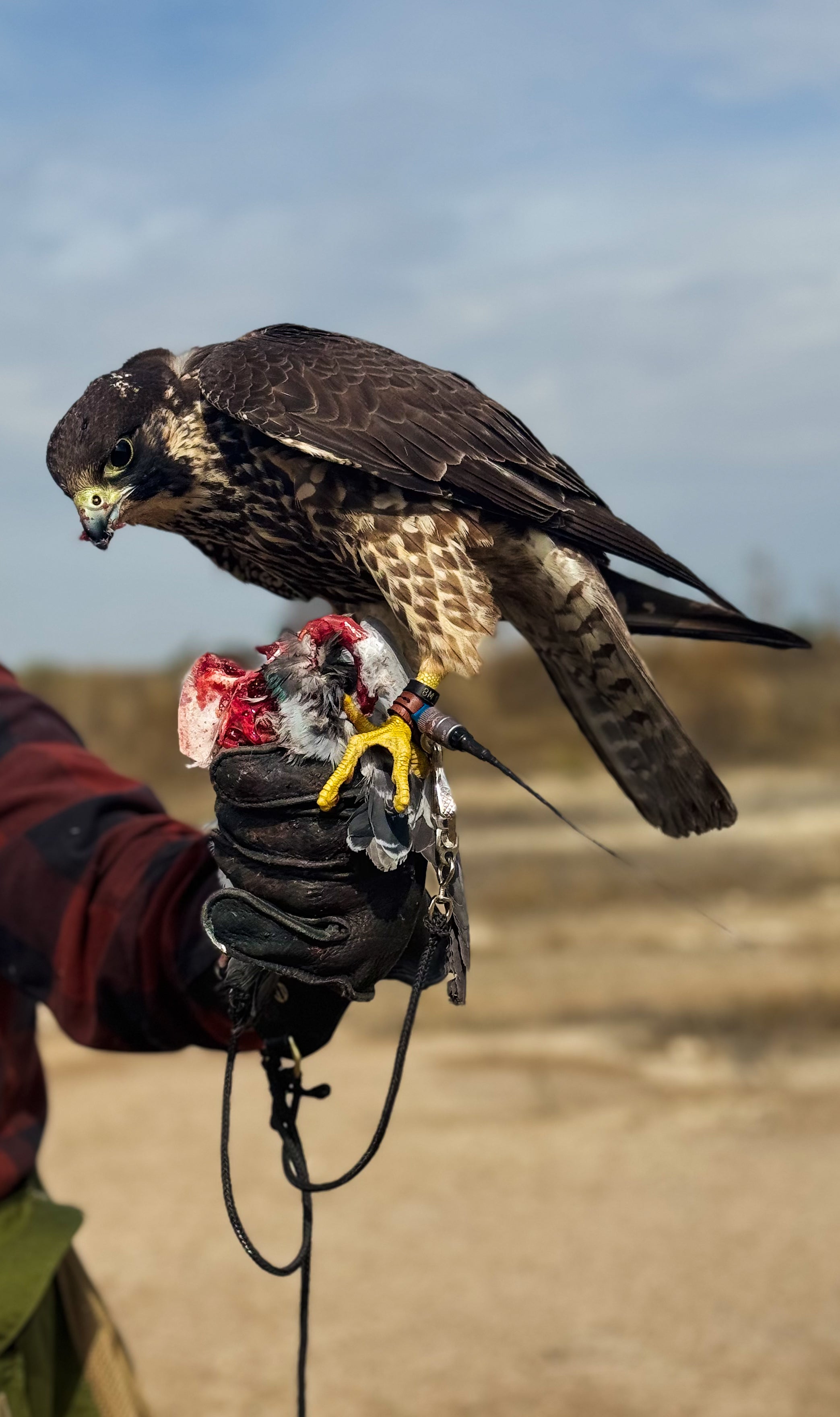 Permanent Anklets – Marshall EZ-Twist System