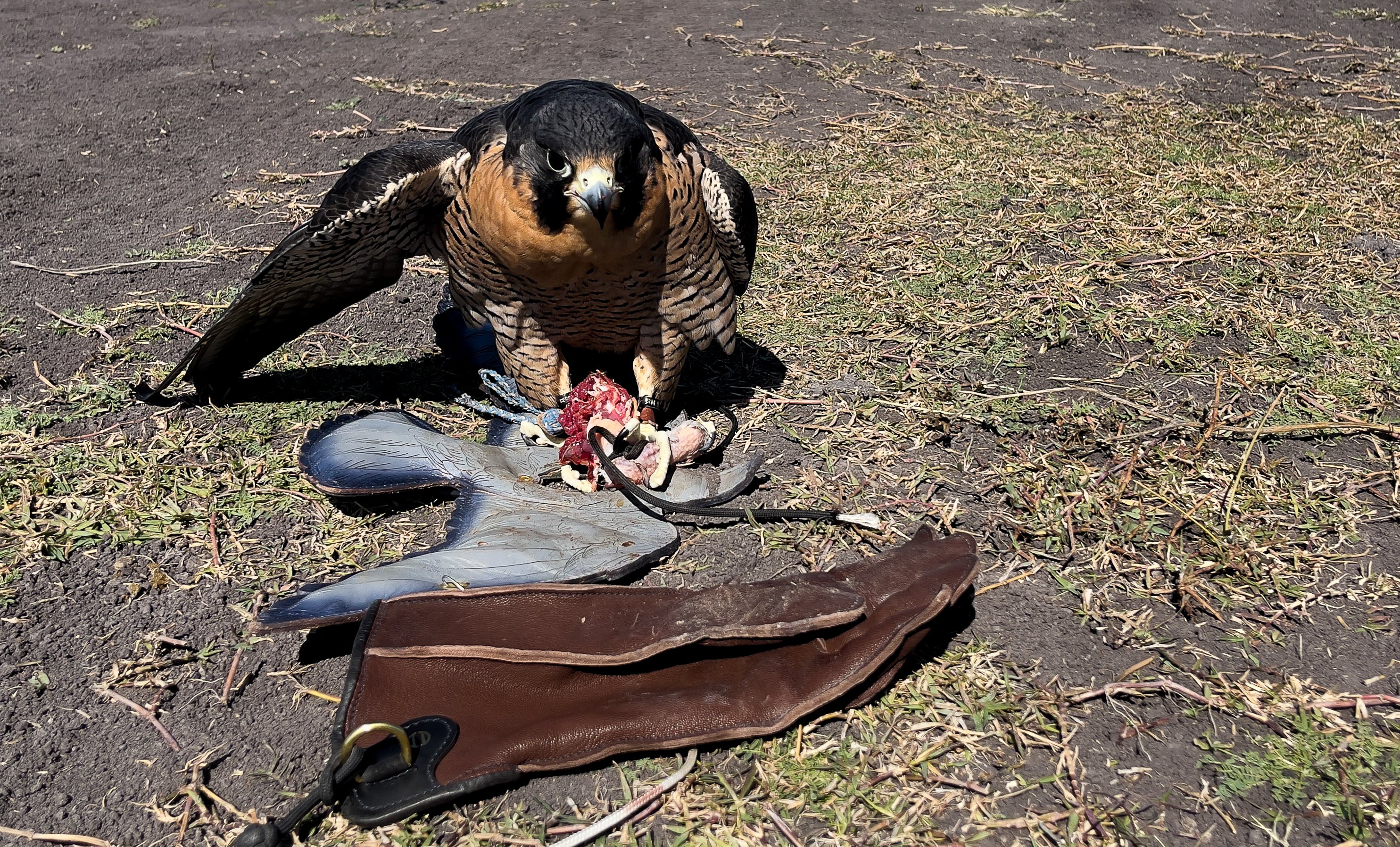 Pigeon engraving®️Double view