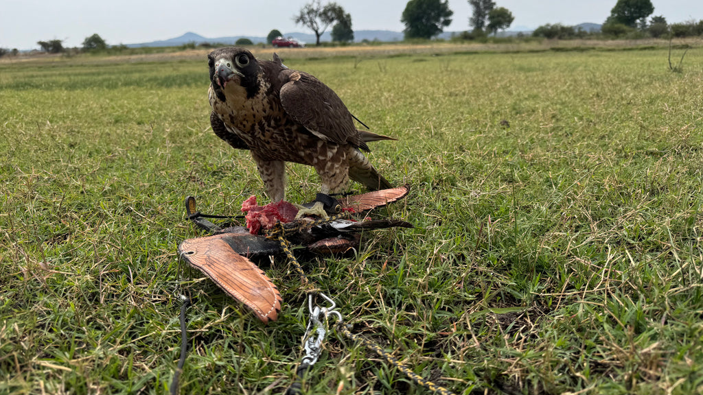 Duck Engraving®️ Double view