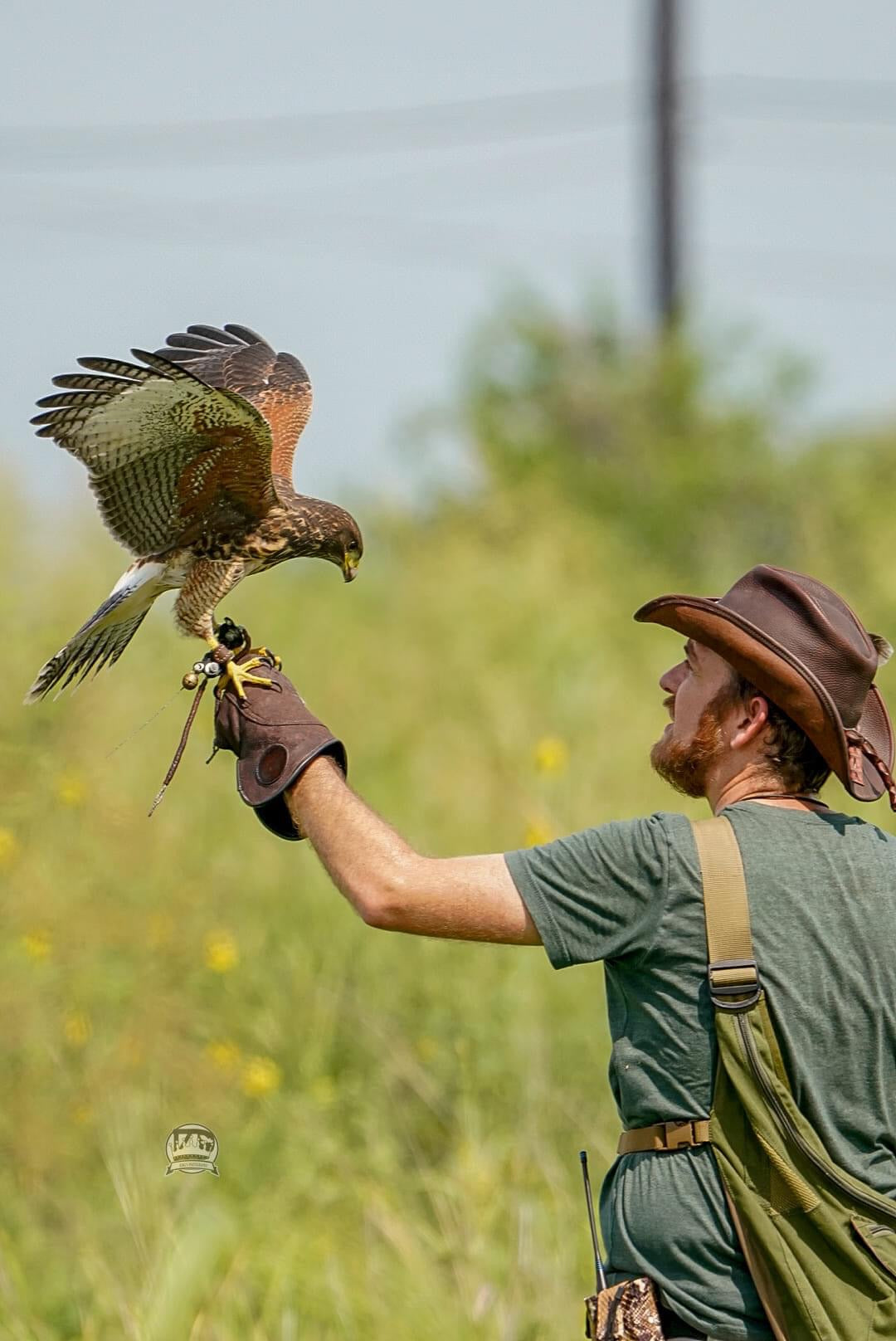 Line Falconry Glove®️