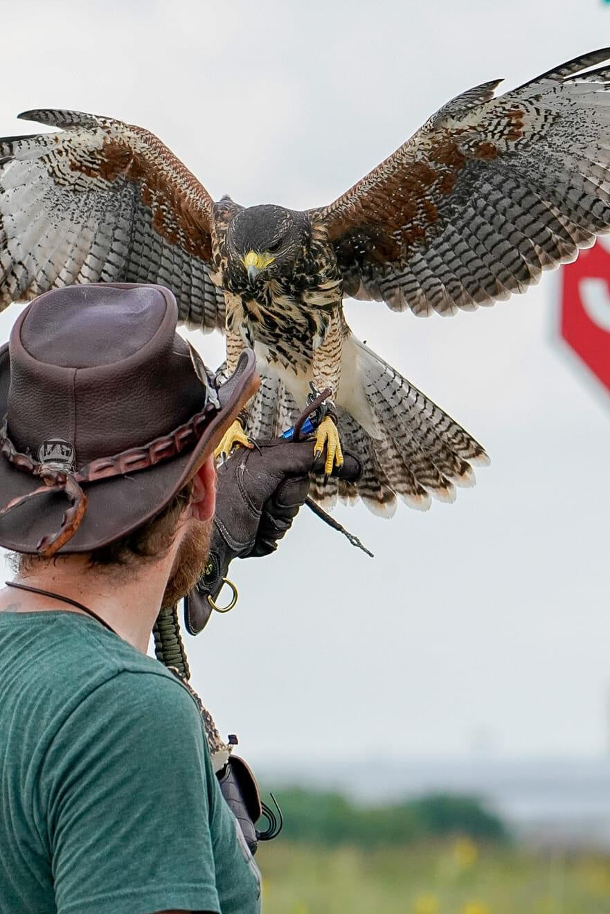 Line Falconry Glove®️