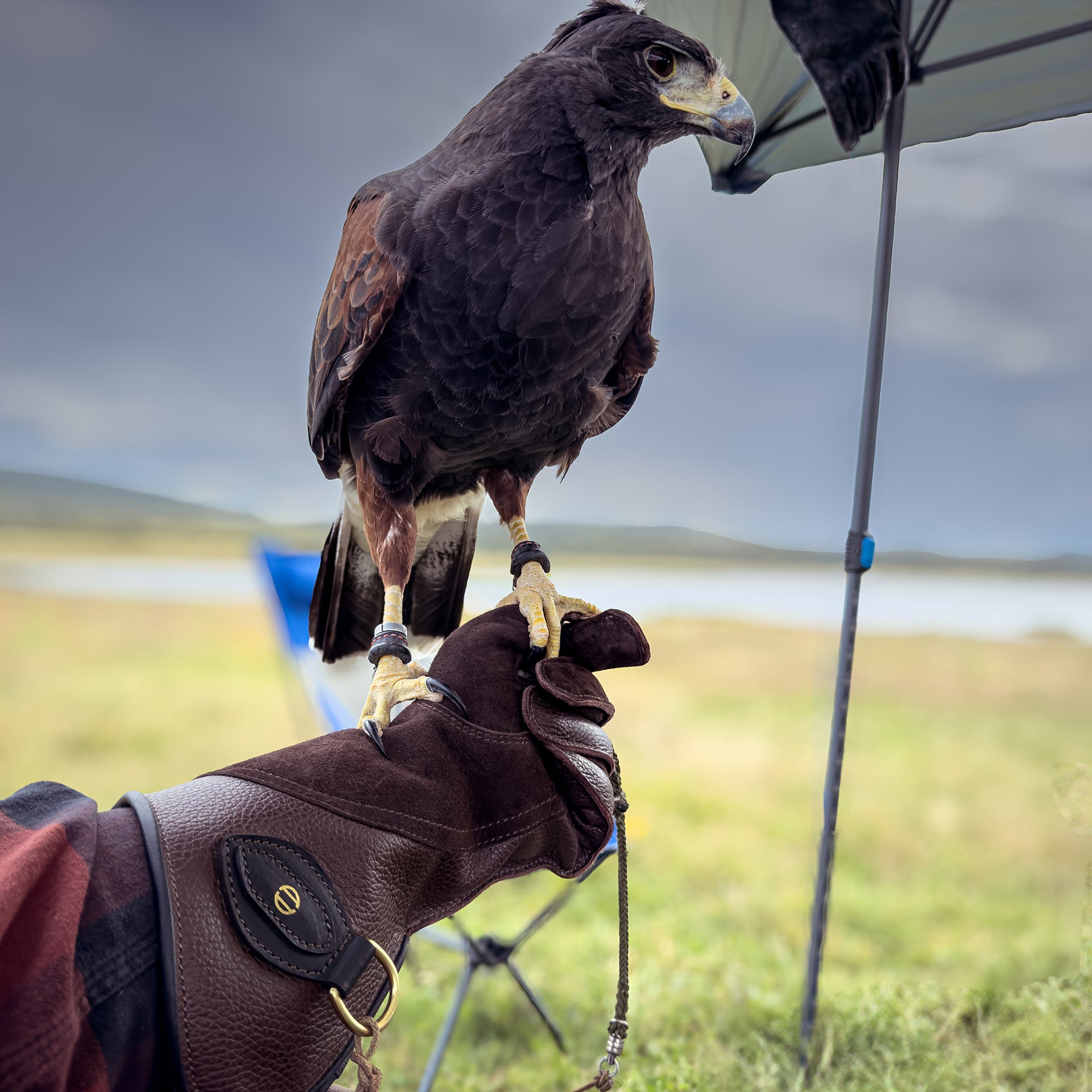 Line Falconry Glove®️