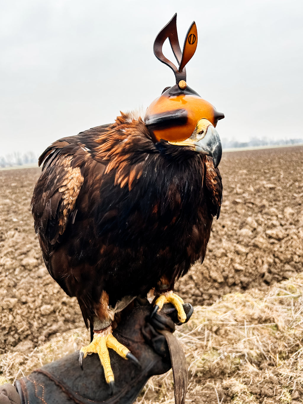 Slip-On Eagles