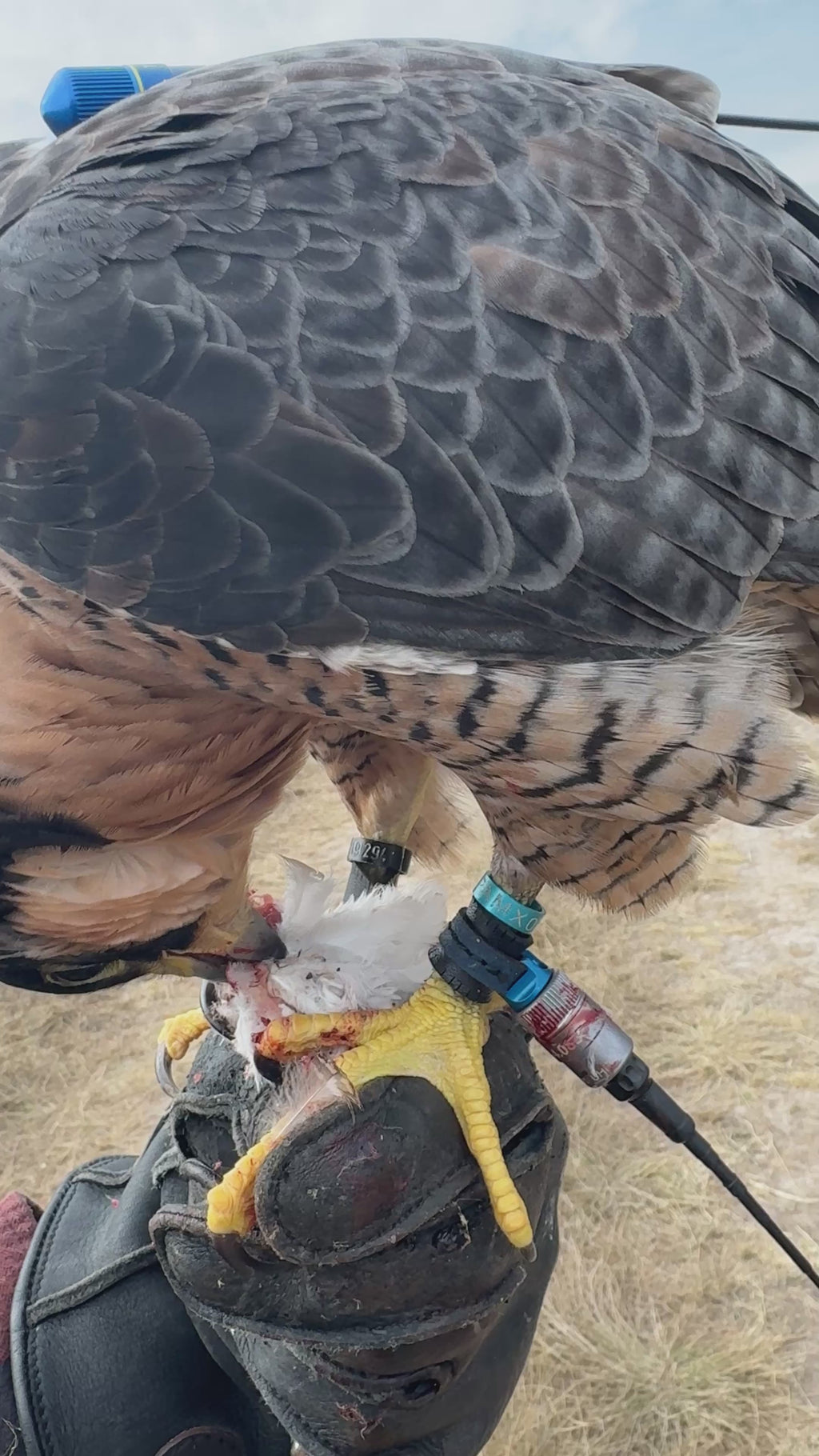 Permanent Anklets – Marshall EZ-Twist System